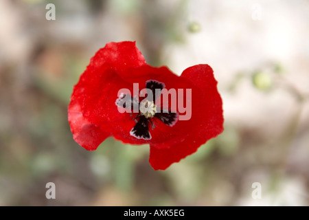 Fleur de pavot printemps Rouge sur vert nature reserve de conservation au-dessus de Saronida en Attique ou Atiki Grèce Banque D'Images