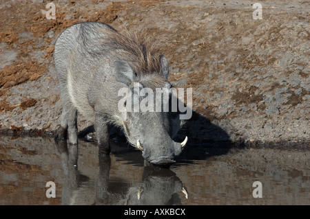Phacochère commun Phacochoerus africanus boire Botswana Banque D'Images