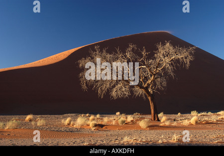 Arbre mort en face de la Namibie des dunes de sable Banque D'Images