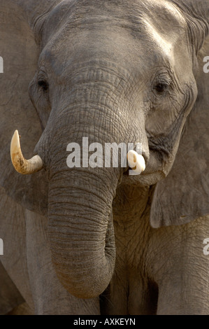 L'éléphant d'Afrique Loxodonta africana Shire River Malawi close up de la tête et du tronc Banque D'Images