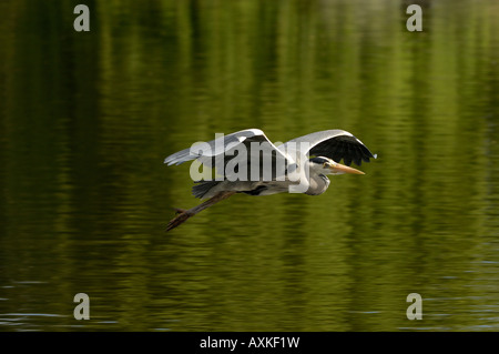 Héron cendré Ardea cinerea en vol Regents Park Londres UK Banque D'Images