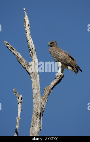 Aigle Martial Polemaetus bellicosus Zambèze inférieur National Park en Zambie Banque D'Images