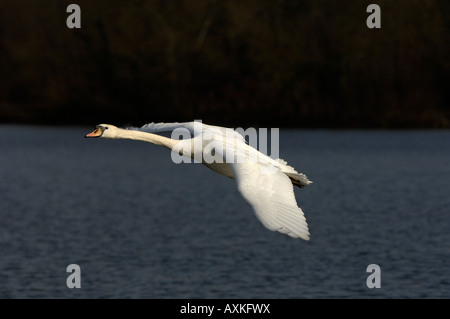 Cygne tuberculé Cygnus olor Buckinghamshire UK en vol Banque D'Images