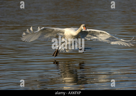 Cygne tuberculé Cygnus olor Buckinghamshire UK a propos de se poser sur l'eau Banque D'Images