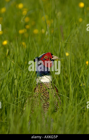 Faisan de Colchide Phasianus colchicus commun Oxfordshire UK homme caché dans l'herbe haute Banque D'Images