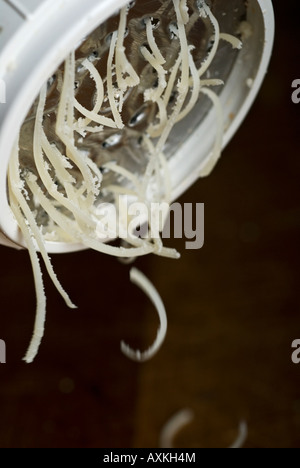 Stock photo de fromage parmesan râpé étant Banque D'Images