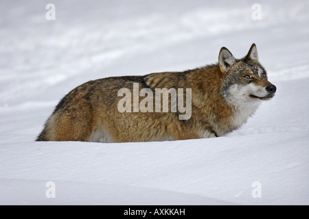 Le loup Canis lupus Banque D'Images