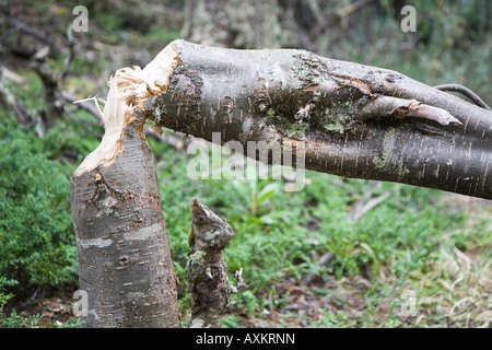 Arbre tombé, le castor fonctionne, feuerland, fireland, Banque D'Images
