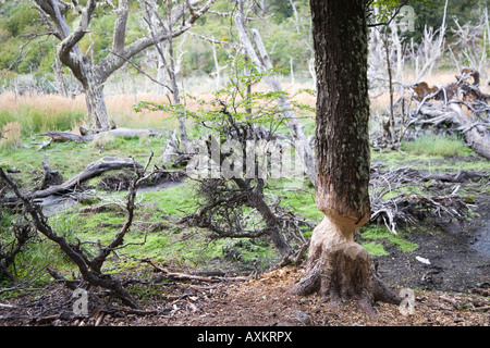 Près de l'arbre coupé par le castor, Feuerland, Tierra del Fuego, Argentina Banque D'Images