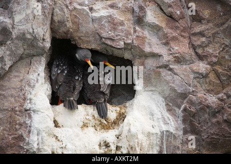 Buntscharbe Gris Cormoran cormoran Phalacrocorax gaimardi pattes rouges Banque D'Images