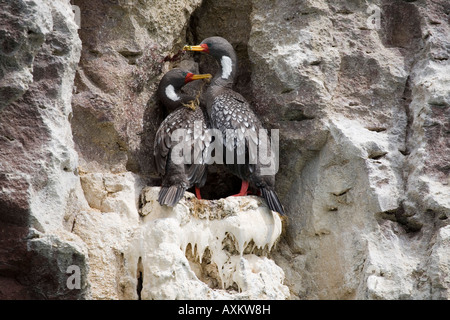 Buntscharbe Gris Cormoran cormoran Phalacrocorax gaimardi pattes rouges Banque D'Images