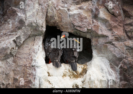 Buntscharbe Gris Cormoran cormoran Phalacrocorax gaimardi pattes rouges Banque D'Images