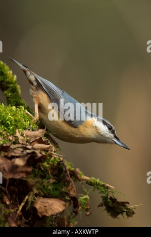 - Sitta europaea sittelle - sur la mousse et les feuilles mortes à la recherche de nourriture Banque D'Images