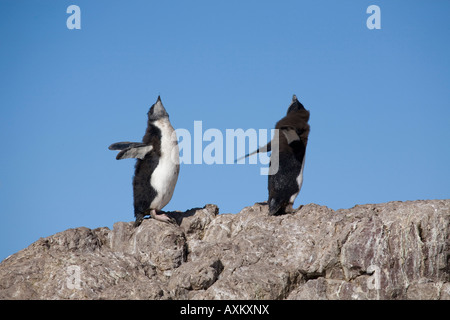 Rockhopper Felsenpinguin Eudyptes chrysocome Banque D'Images