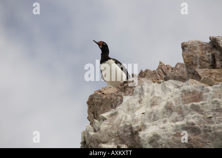 Felsenkormoran Rock Cormoran Phalacrocorax magellanicus Banque D'Images