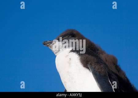 Rockhopper Felsenpinguin Eudyptes chrysocome Banque D'Images