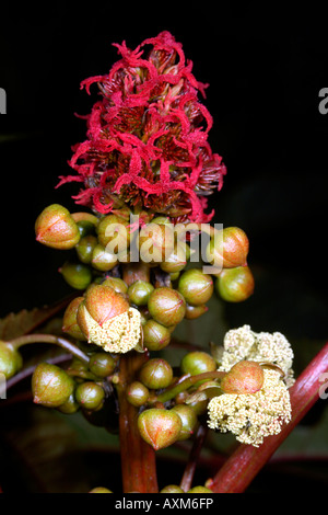 Fleur de ricin (Ricinus communis) Banque D'Images