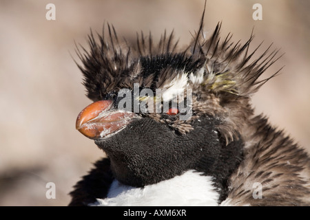 Rockhopper Felsenpinguin Eudyptes chrysocome Banque D'Images