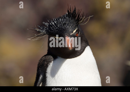 Rockhopper Felsenpinguin Eudyptes chrysocome Banque D'Images