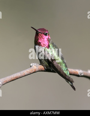 Un homme Anna's Hummingbird avec gorgerin de clignoter, perché sur une branche Banque D'Images