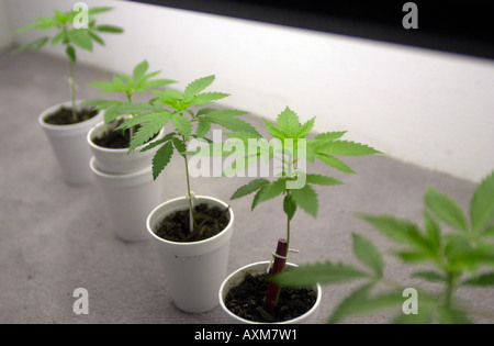 Le cannabis cultivé Accueil Banque D'Images