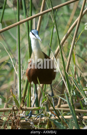 Jacana africain marche à travers les roseaux à côté d'un étang dans la brousse africaine Banque D'Images