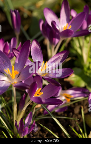 Crocus crocuses fleurs violettes fleurs fleurir dans un jardin au printemps gros plan Angleterre Royaume-Uni Grande-Bretagne Banque D'Images