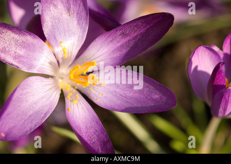 Gros plan de crocus pourpre crocuses fleurs fleur floraison dedans Printemps Angleterre Royaume-Uni Royaume-Uni Grande-Bretagne Banque D'Images