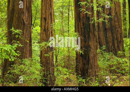 Séquoias de Muir Woods National Park California USA Banque D'Images