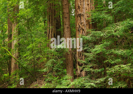 Muir Woods Redwoods Californie Banque D'Images