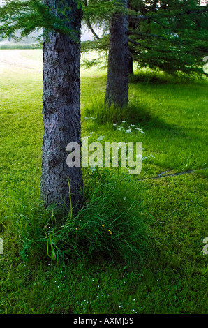 Tôt le matin dans la forêt. Banque D'Images