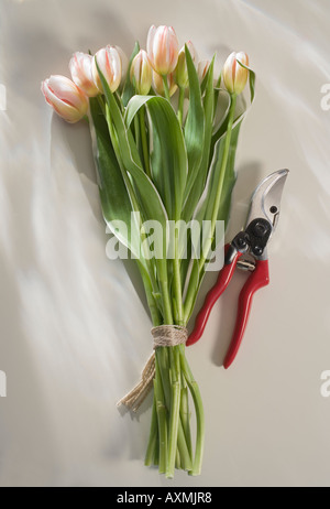 Bouquet de tulipes roses avec jardin clippers Banque D'Images