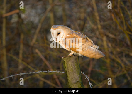 Effraie des clochers (Tyto alba) perché sur post, Cambridgeshire, Angleterre, RU Banque D'Images