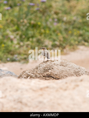 Chypre traquet motteux Oenanthe cypriaca on rock Banque D'Images