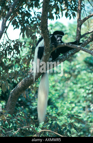 Singe Colobus noir et blanc assis dans un arbre dans la forêt de Parc National d'Arusha en Tanzanie Banque D'Images