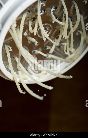 Stock photo de fromage parmesan râpé étant Banque D'Images