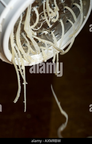 Stock photo de fromage parmesan râpé étant Banque D'Images