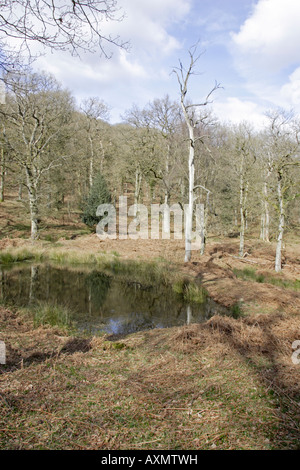 Vues de la réserve RSPB Nagshead au début du printemps Banque D'Images