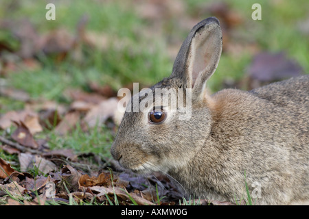 Lapin dans un jardin Banque D'Images