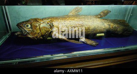 Coelacanthe Latimeria chalumnae origine spécimen capturé dans les îles de l'archipel des Comores en 1985 affiche à Séoul en Corée du Sud Banque D'Images