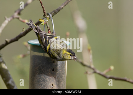 Tarin des aulnes mâle sur graines de Niger mangeoire Banque D'Images