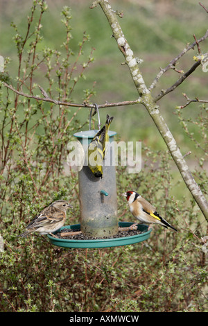 Les oiseaux sur le Niger jardin mangeoire pour oiseaux Banque D'Images