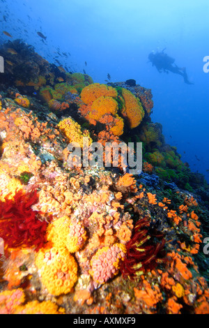 Tête de corail très diversifié et diver silhouette Apo Island marine reserve Philippines mer de Visayan Banque D'Images