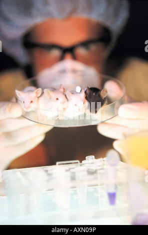 Les souris de laboratoire scientifique d'OGM genemodified Banque D'Images