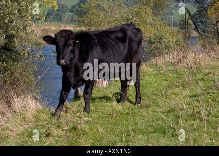 Vache noir gallois par river face. Banque D'Images