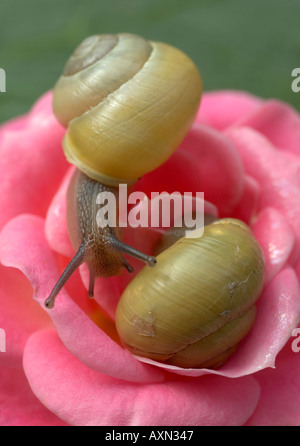 Escargots sur lèvres blanches, roses bagués snail Cepaea hortensis Banque D'Images