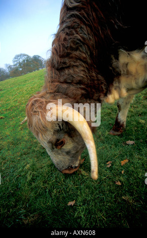 Longhorn vache paissant sur des terres agricoles pré anglais England UK Royaume-Uni GB Grande-bretagne British Isles Banque D'Images