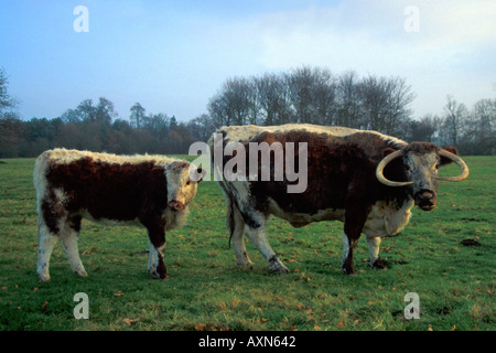 English Longhorn mère et son petit repas dans un champ à la fin de soleil du soir en hiver avec des arbres derrière l'Angleterre UK GO Banque D'Images