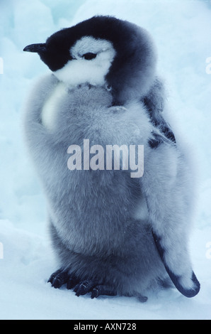 Manchot Empereur Aptenodytes forsteri chick debout sur la glace de mer McMurdo mer de Ross en Antarctique Banque D'Images