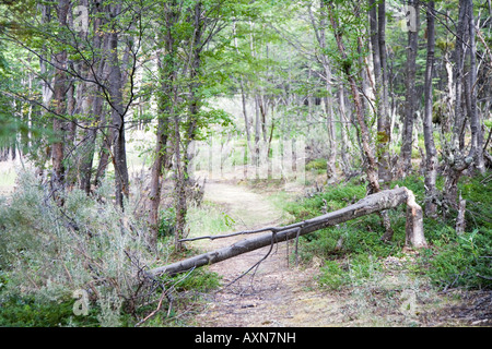 Chemin avec arbre tombé, le castor fonctionne, feuerland, fireland, Banque D'Images